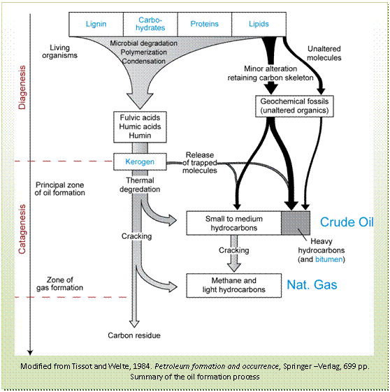 The formation of petroleum